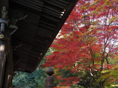 滋賀紅葉2025＿葛川息障明王院05