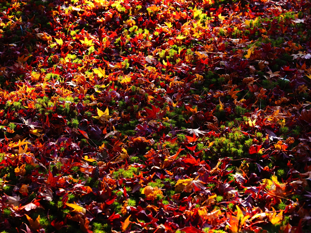 京紅葉2025＿嵐山・宝筐院15　カラフル