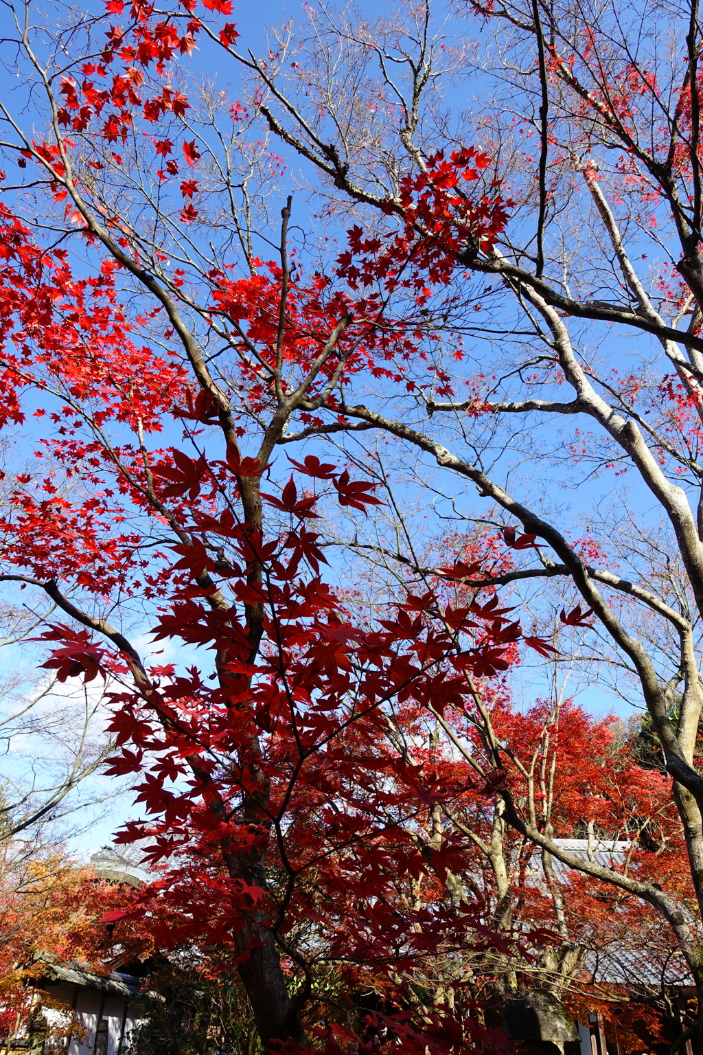 京紅葉2015＿圓光寺12