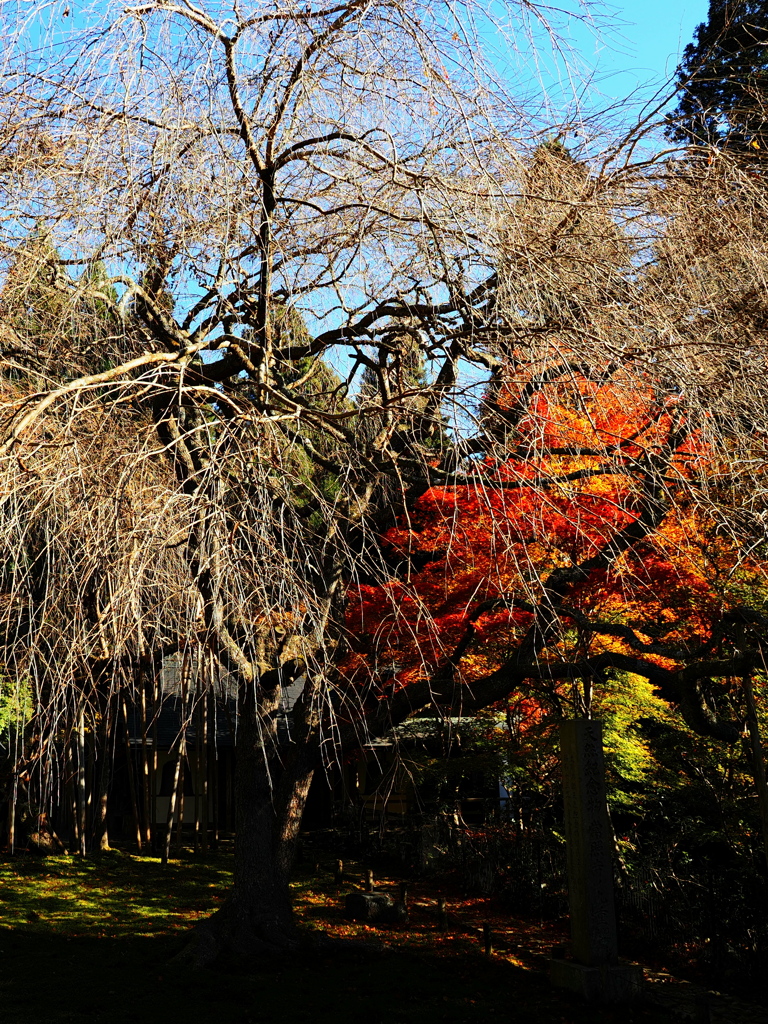 京紅葉2025＿京北・常照皇寺05　さくらともみじ