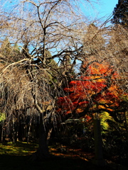 京紅葉2025＿京北・常照皇寺05　さくらともみじ
