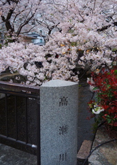 高瀬川の桜_Ⅱ