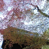 京紅葉2015＿圓光寺09