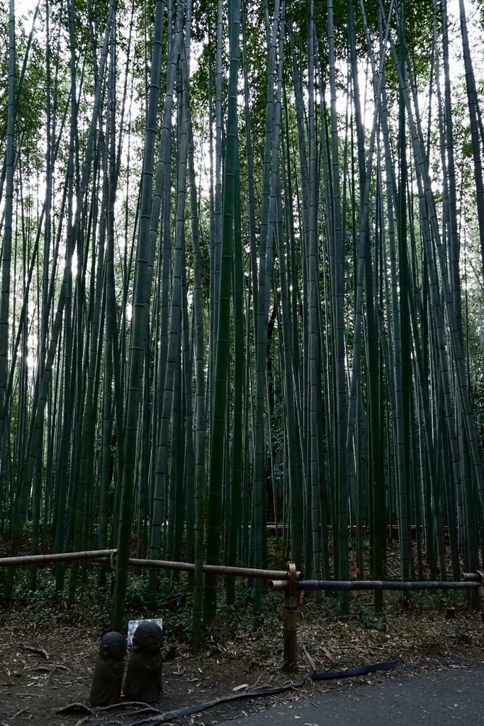 竹林の散策路01