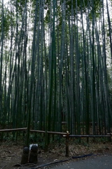 竹林の散策路01