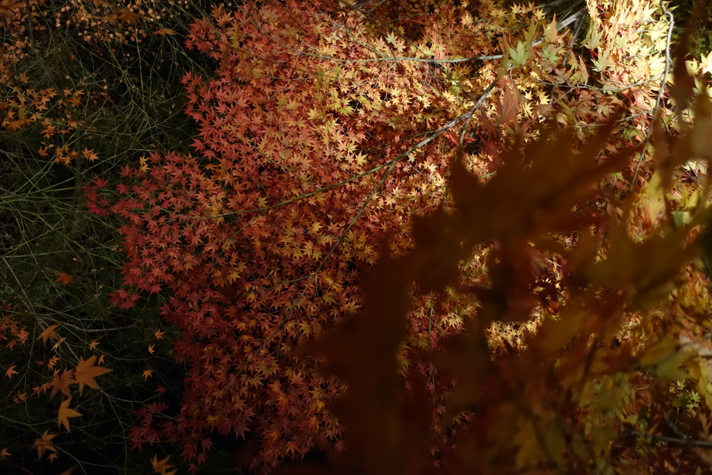 京紅葉2016　北野天満宮もみじ苑_02