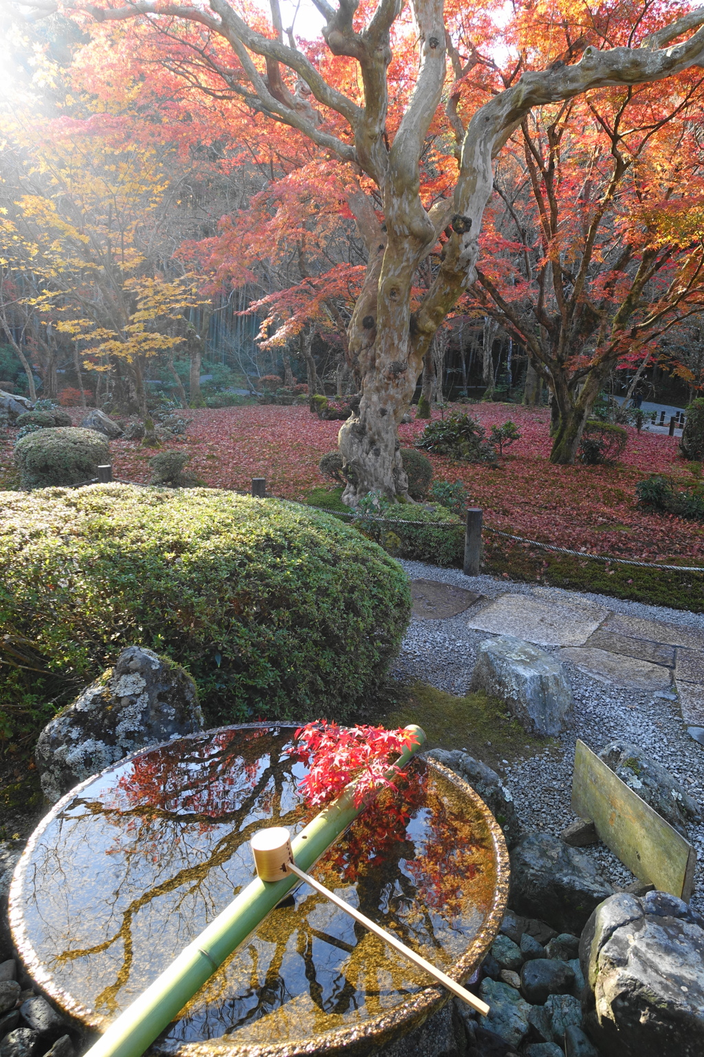 京紅葉2015＿圓光寺05