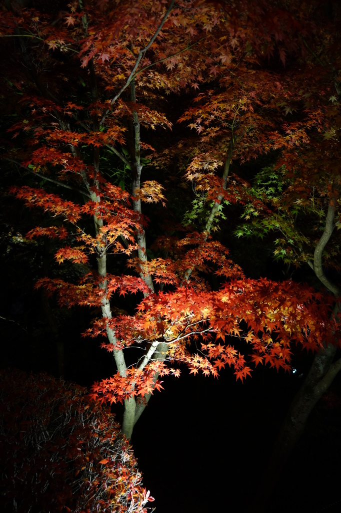 京紅葉2013＿永観堂01