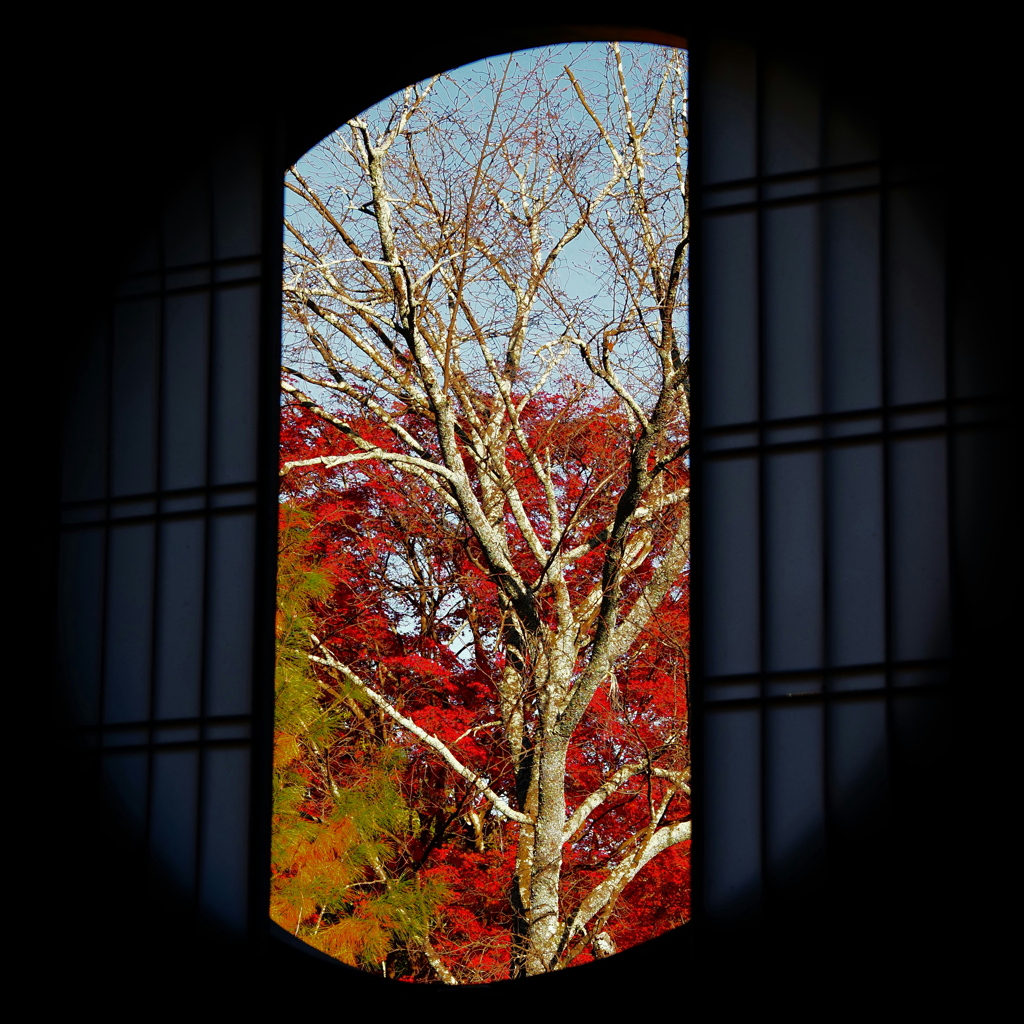 京紅葉2025＿洛西・浄住寺08　本堂丸窓Ⅱ