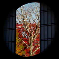 京紅葉2025＿洛西・浄住寺08　本堂丸窓Ⅱ