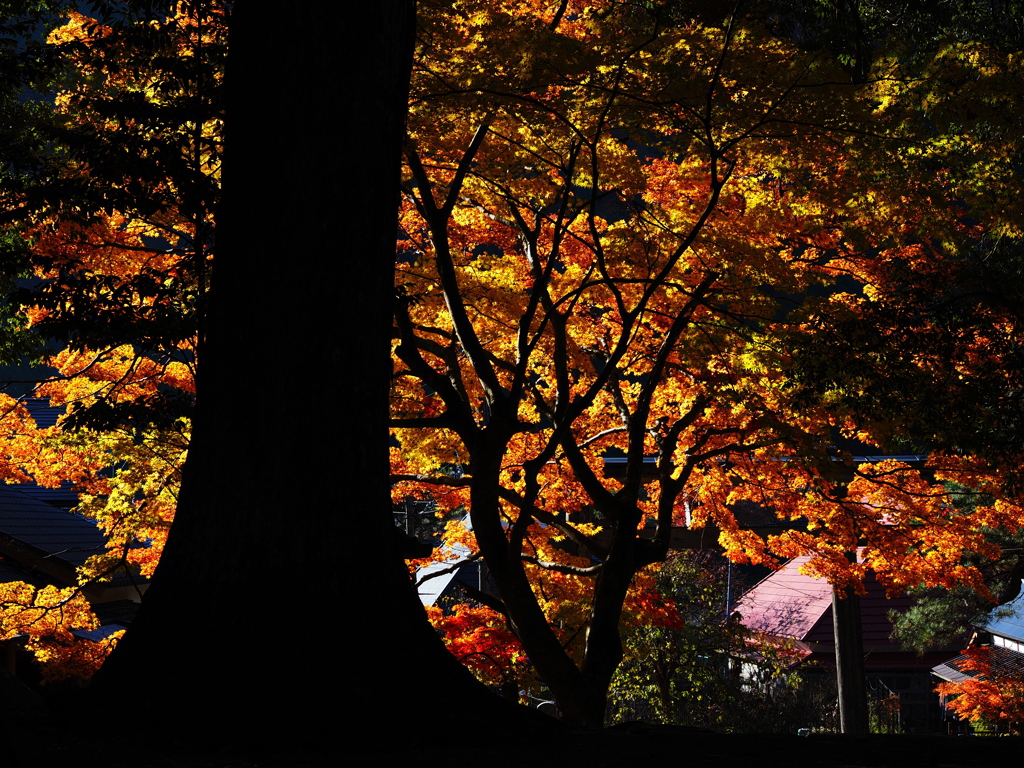 滋賀紅葉2025＿葛川・地主神社03　秋の光と影