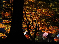 滋賀紅葉2025＿葛川・地主神社03　秋の光と影