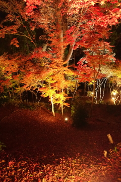 京紅葉2016　北野天満宮もみじ苑_08