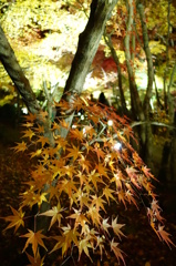 京紅葉2013＿永観堂02