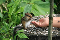 エゾシマリス_頬張る