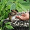 エゾシマリス_頬張る