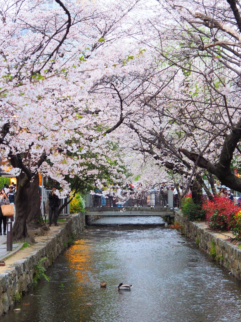 高瀬川の桜_Ⅰ