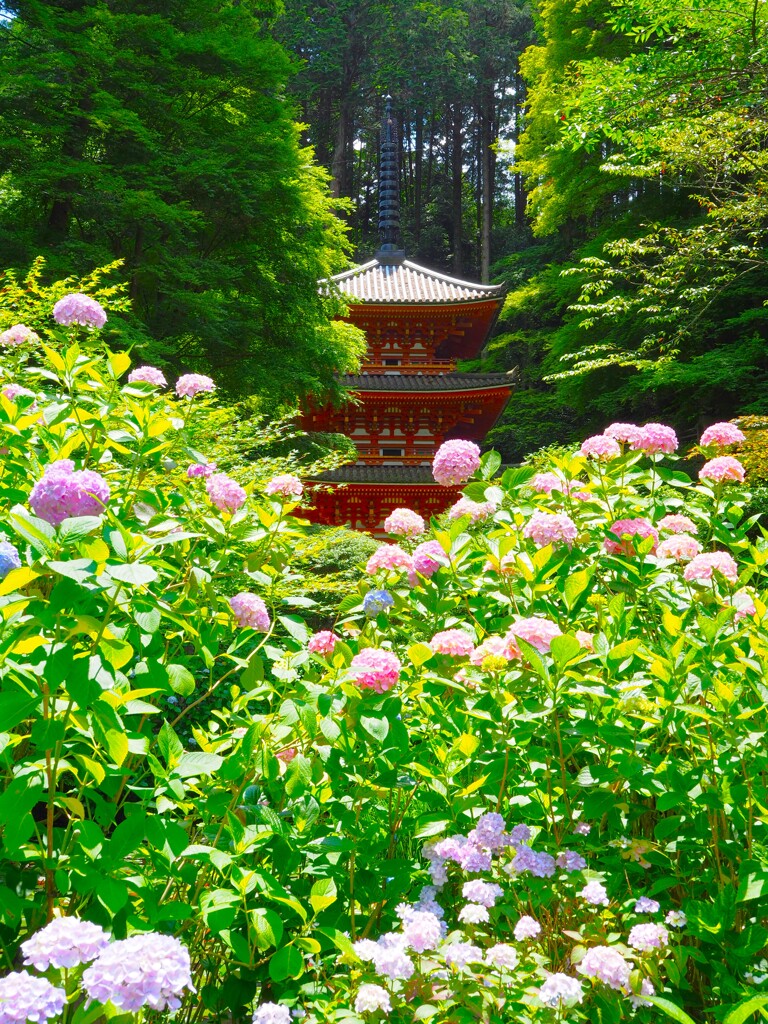 岩船寺あじさい01