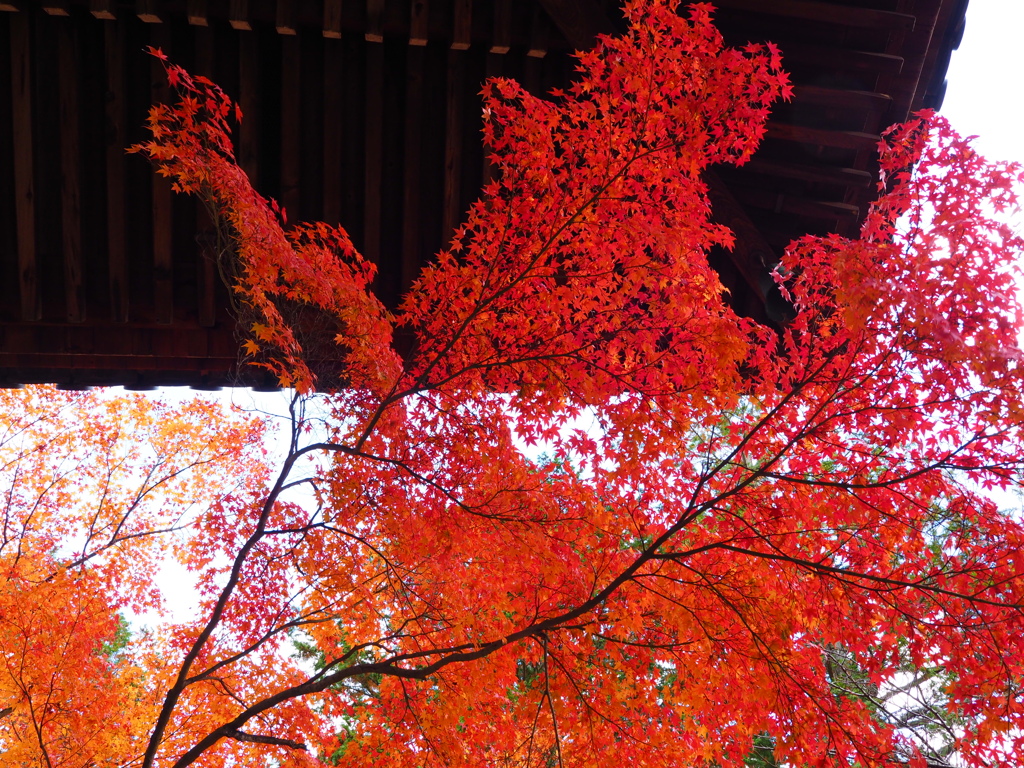 京紅葉2024＿真如堂14