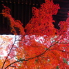 京紅葉2024＿真如堂14