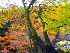 京紅葉2024＿大原・古知谷 阿弥陀寺06　グラデーション
