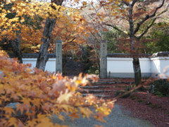 京紅葉2025＿洛西・浄住寺02
