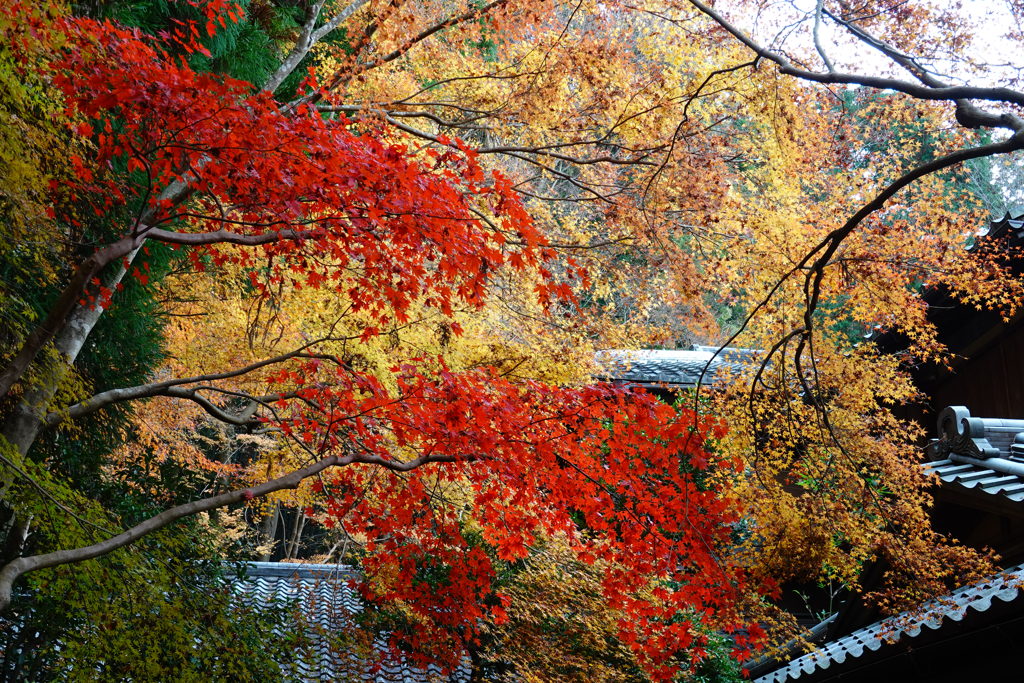 京紅葉2018＿瑠璃光院01　朱