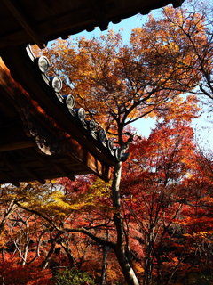京紅葉2025＿嵐山・宝筐院02