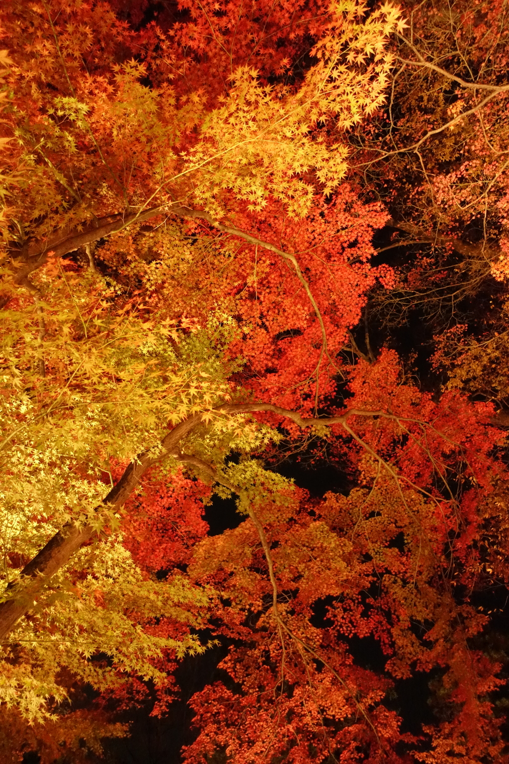 京紅葉2016　北野天満宮もみじ苑_04