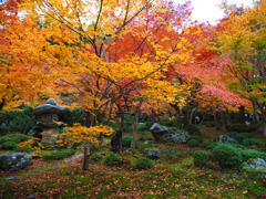 京紅葉2024＿圓光寺02　十牛之庭染まる