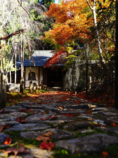京紅葉2025＿京北・常照皇寺07　舎利殿