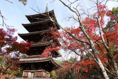 京紅葉2018＿仁和寺05　五重塔１