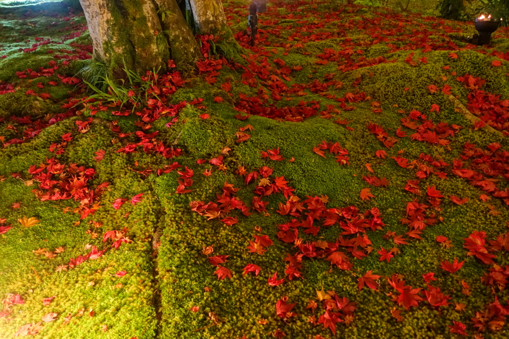 京紅葉2015＿宝厳院10　散紅葉