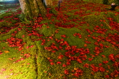 京紅葉2015＿宝厳院10　散紅葉