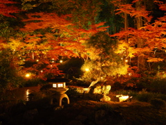 京紅葉2024＿金戒光明寺06　紫雲の庭Ⅱ