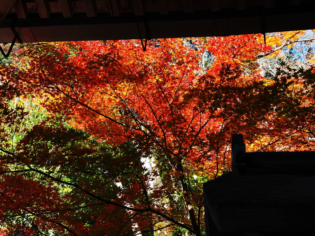 京紅葉2025＿槙尾・西明寺06