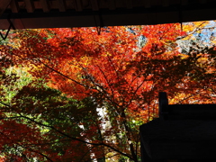 京紅葉2025＿槙尾・西明寺06