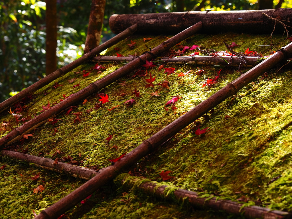 京紅葉2025＿栂尾・高山寺02