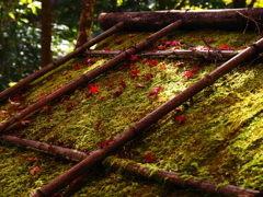 京紅葉2025＿栂尾・高山寺02