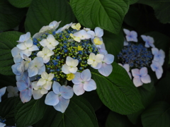 藤森神社 紫陽花苑08