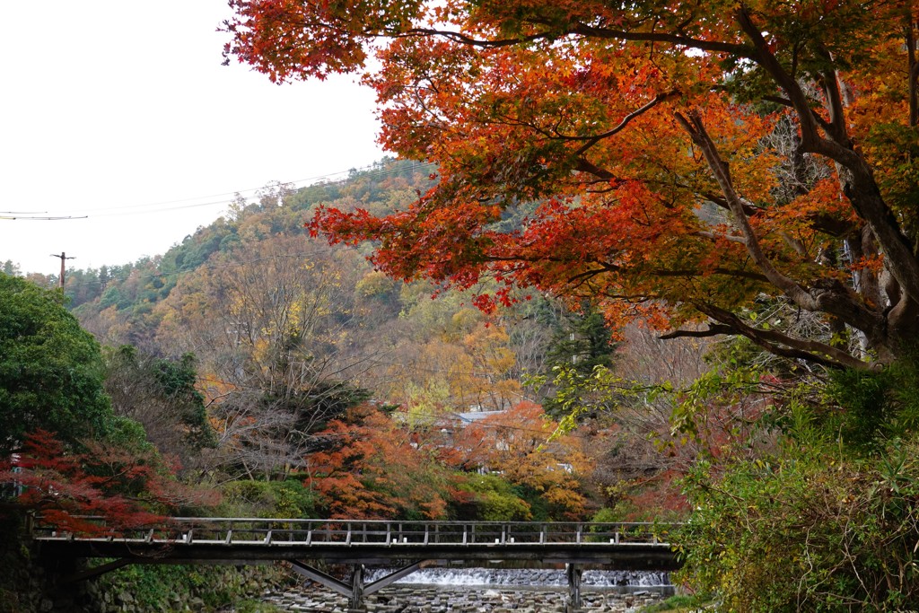 京紅葉2018＿八瀬もみじの小径01