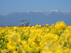 自転車と菜の花