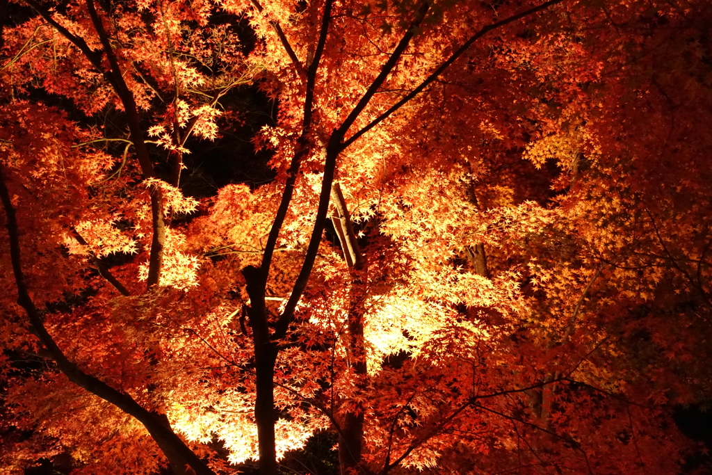 京紅葉2016　北野天満宮もみじ苑_14