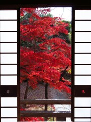 京紅葉2024＿真如堂07　本堂より