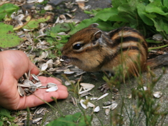 エゾシマリス_いただく