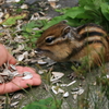 エゾシマリス_いただく