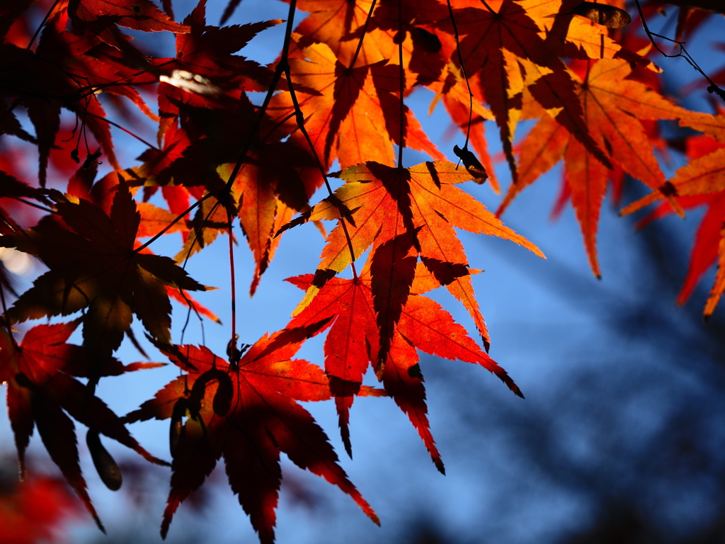 京紅葉2025＿嵐山・宝筐院11