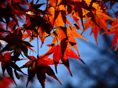 京紅葉2025＿嵐山・宝筐院11