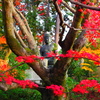 京紅葉2024＿栄摂院04　囲まれる