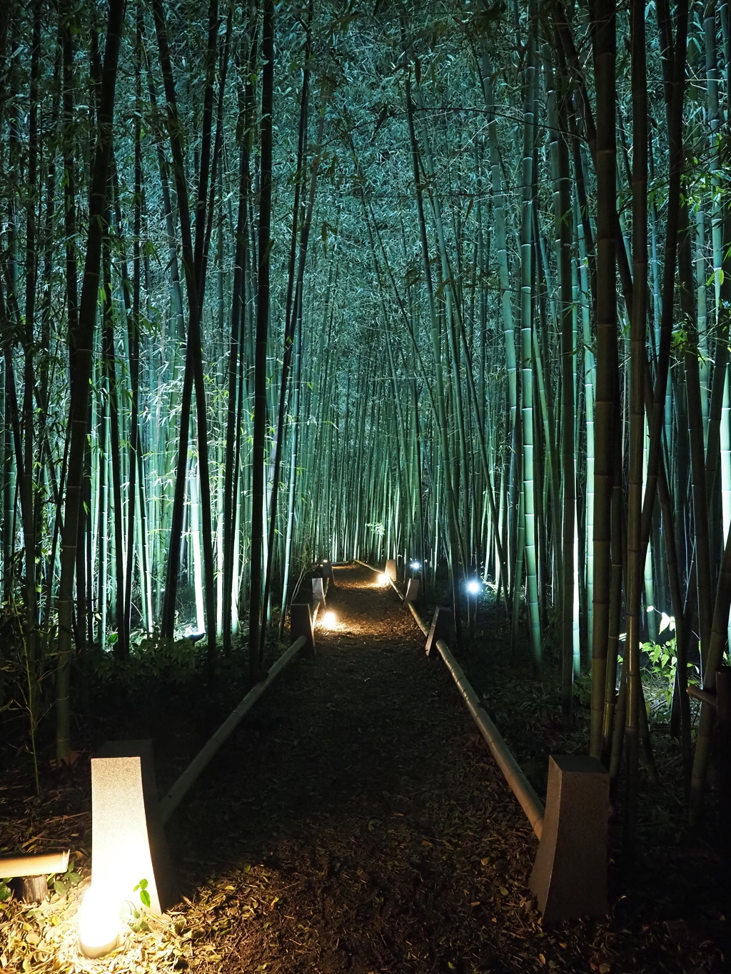 京紅葉2025＿嵐山・鹿王院夜の特別拝観11　竹林